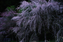 桜 暗