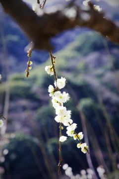 湯河原梅林