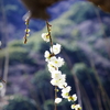 湯河原梅林