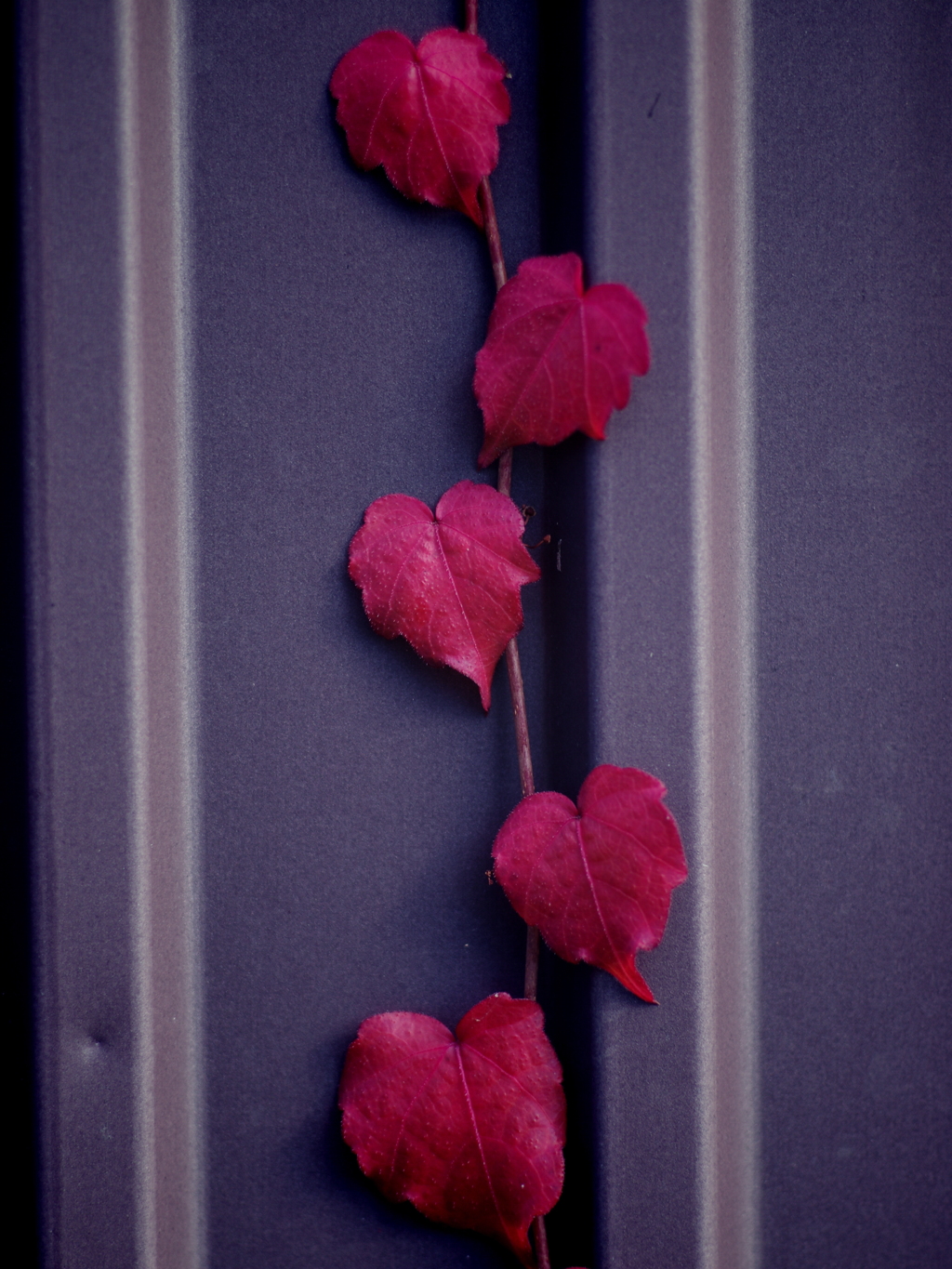 ハートのフラッシュ