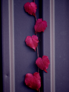 ハートのフラッシュ