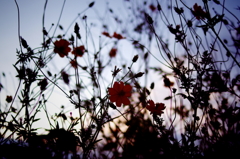 夕暮れ秋桜