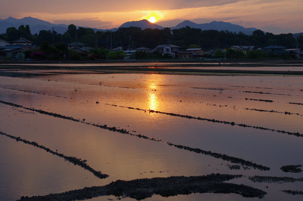初夏の候