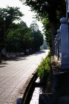 夏の日差し