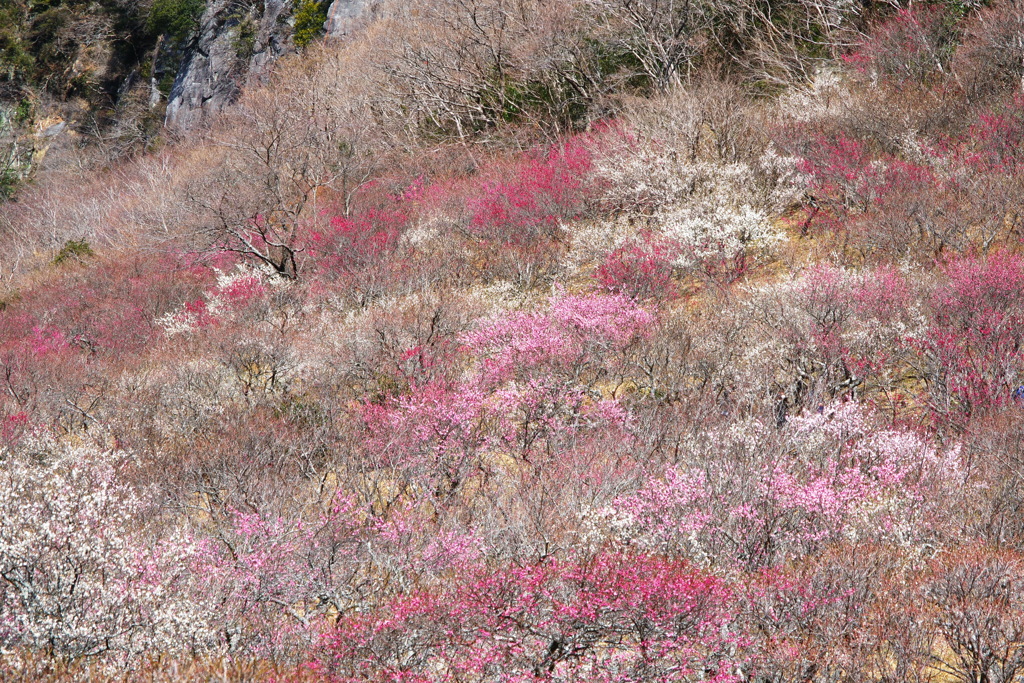 湯河原梅林