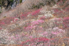 湯河原梅林