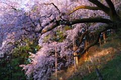 朝日に映ゆ