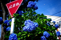 紫陽花に止まる