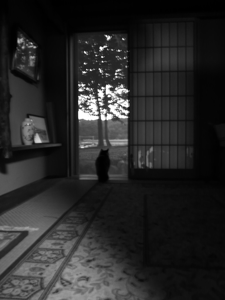 猫の願望