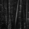 Bamboo Black