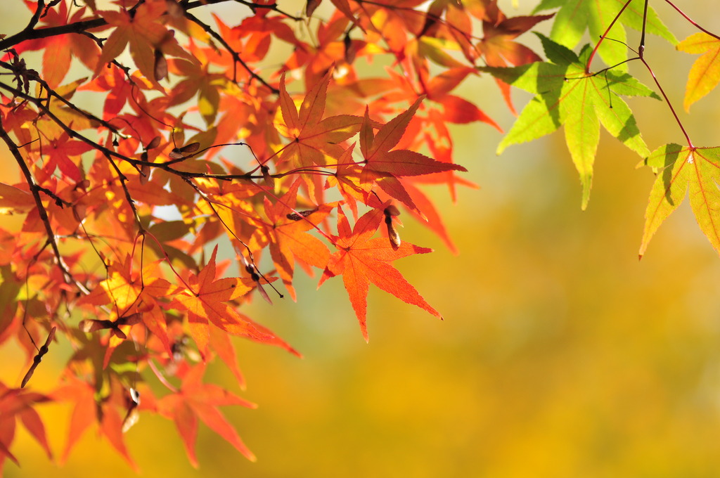 紅葉・黄葉・黄緑葉
