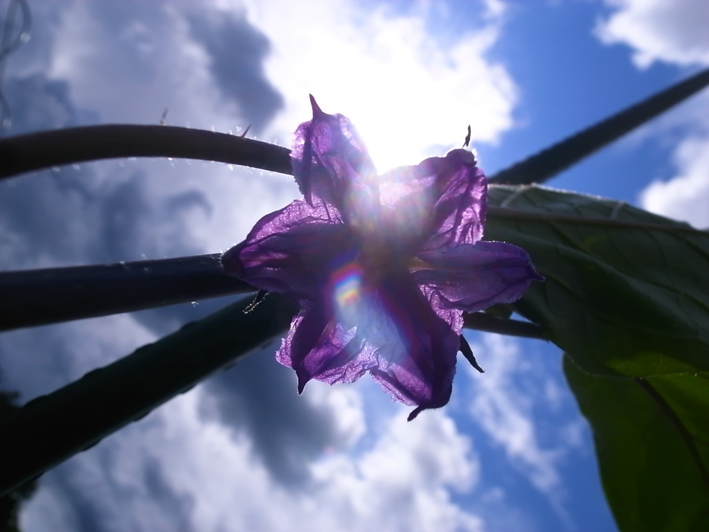 茄子の花と夏の太陽