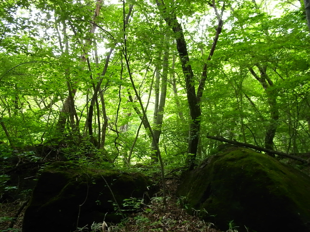 清里の森