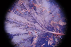 冬氷の顕微鏡