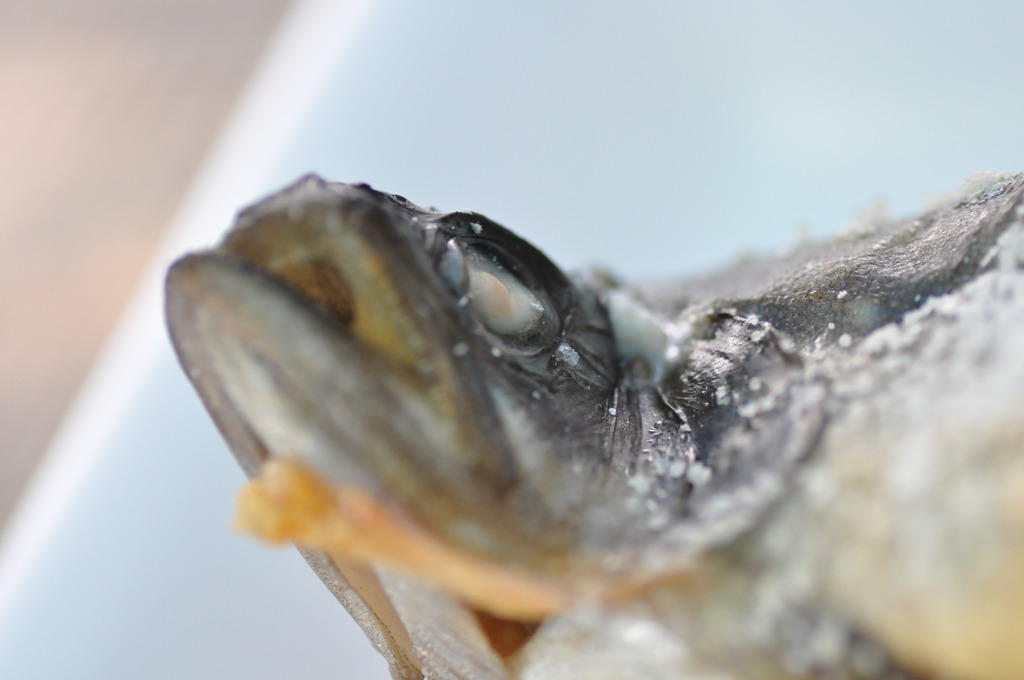 いい色に焼けてまっせ～