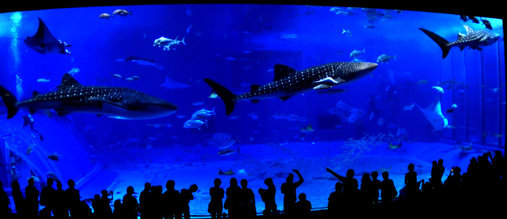 ちゅらうみ水族館の三連星