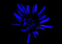 路傍の花２