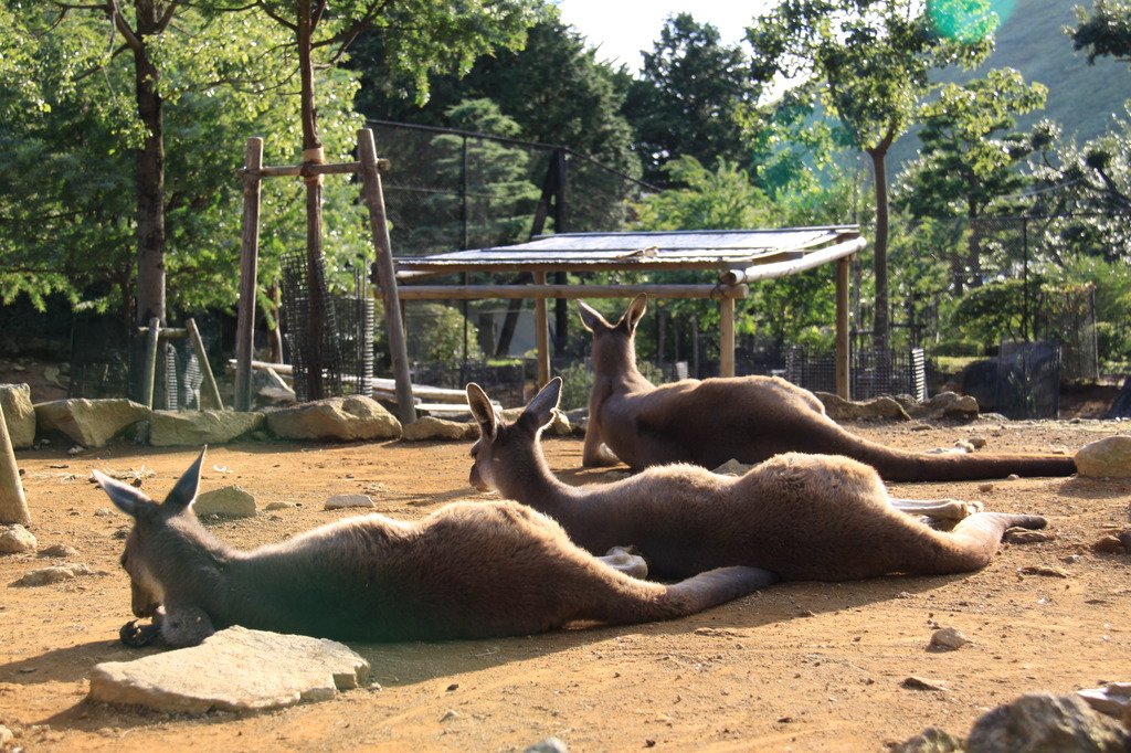 伊豆シャボテン公園