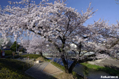 春二番