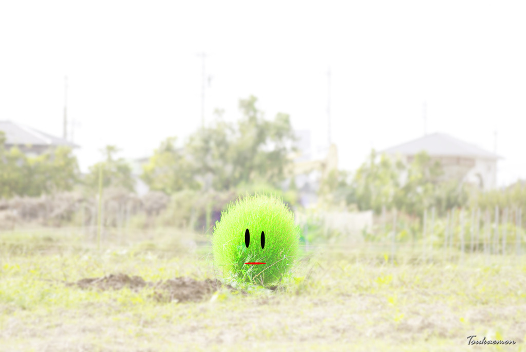 気の幼生