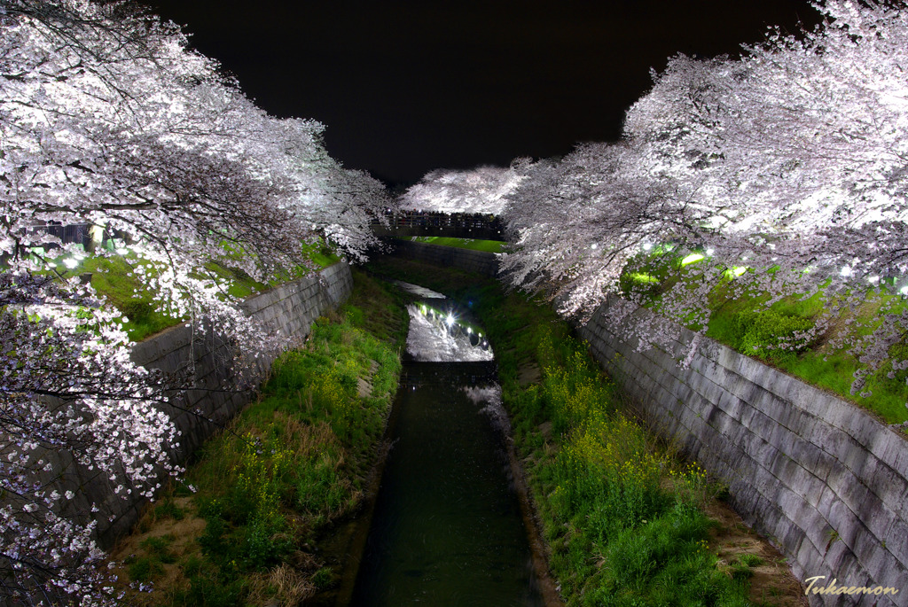 夜桜