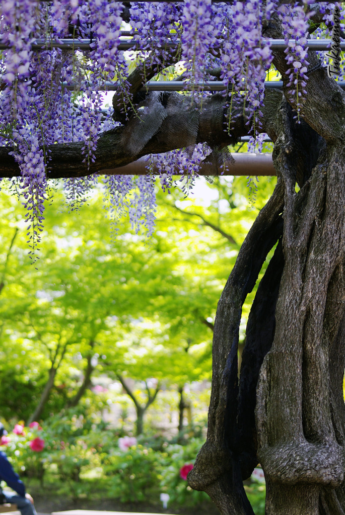 藤の花