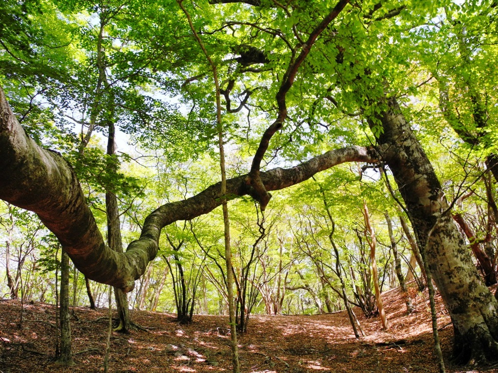 新緑の果無山脈縦走