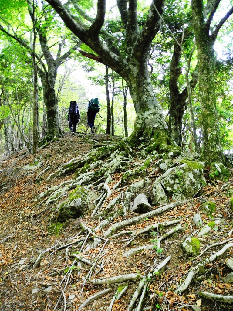 新緑の果無山脈縦走