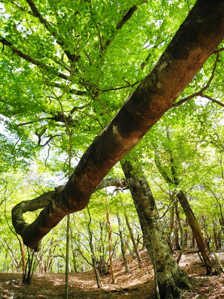 新緑の果無山脈縦走