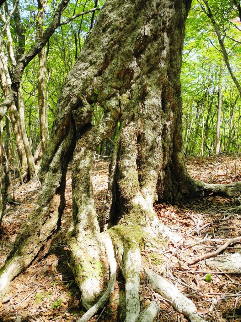 新緑の果無山脈縦走