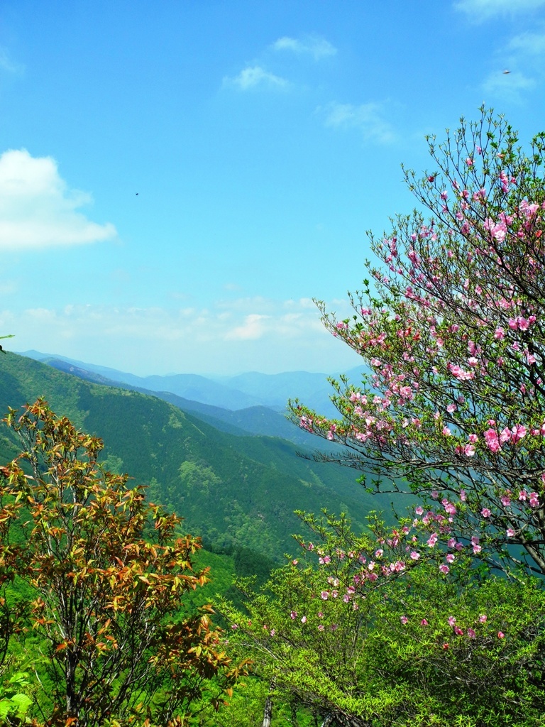 新緑の果無山脈縦走