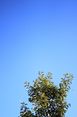 澄んだ冬空