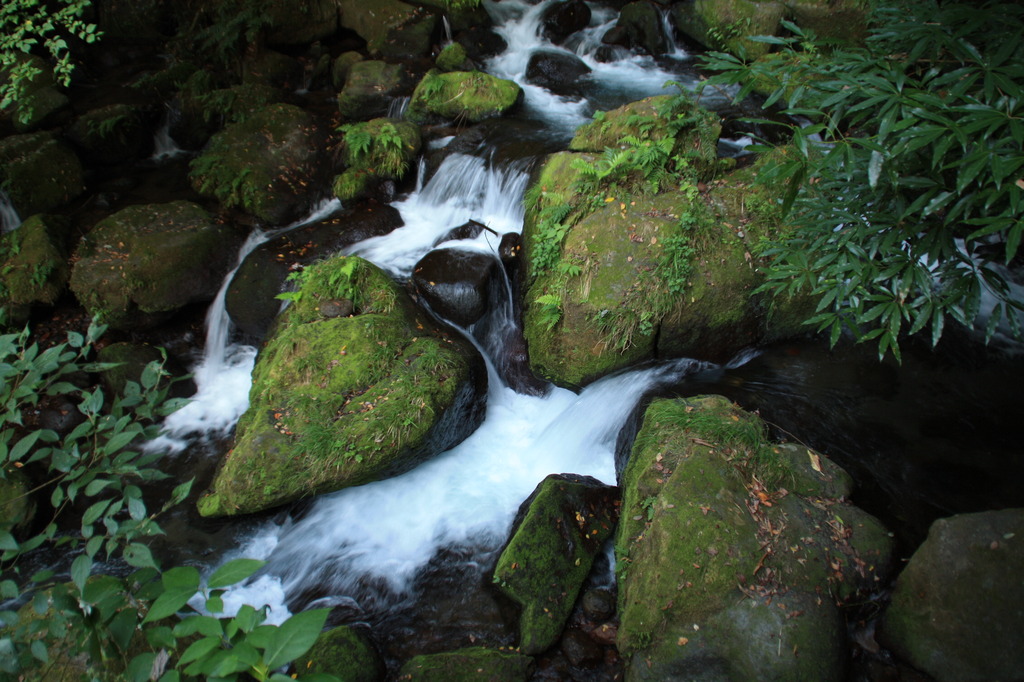 苔生した岩