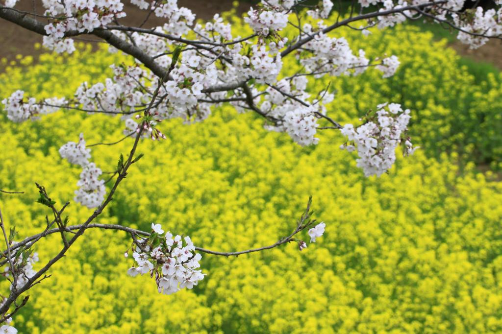 花曇の午後