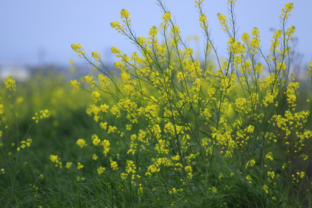 夜の菜の花
