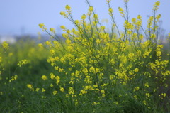 夜の菜の花