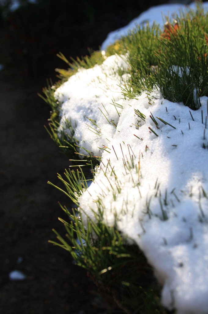 残雪