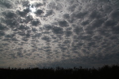 羊雲一面に