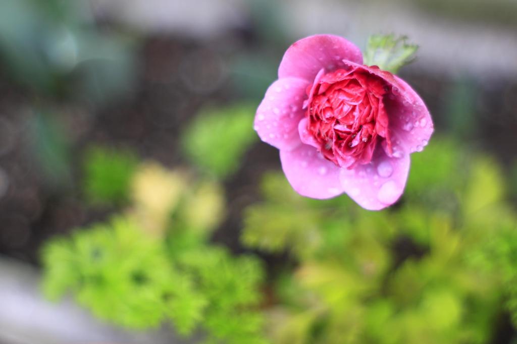 濡れる花
