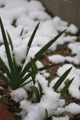 white&green