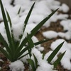 white&green