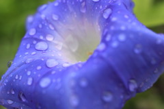 秋雨に濡れて