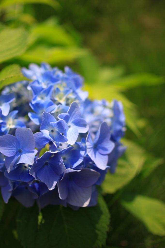 紫陽花