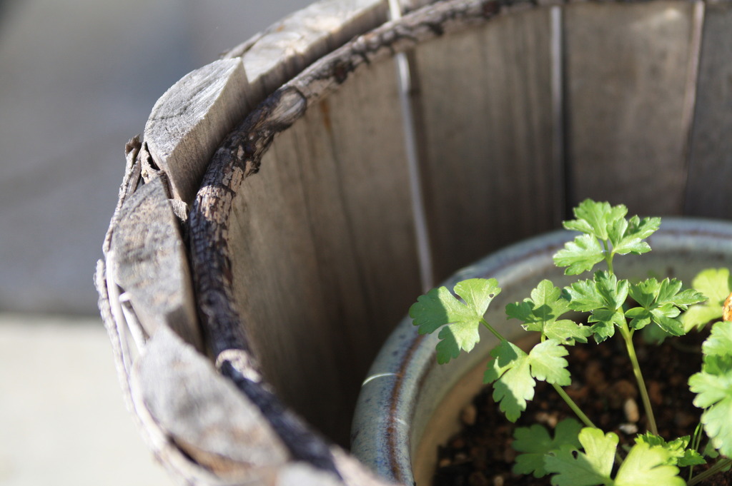Italian parsley 
