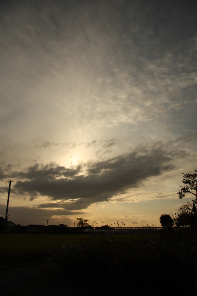 コスモスと夕景