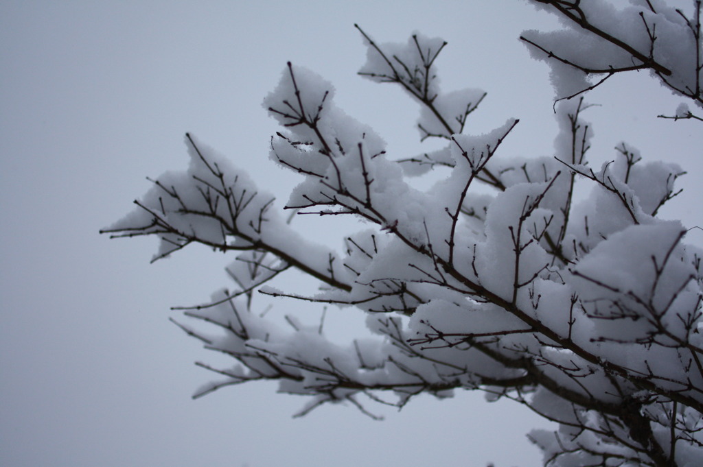 雪化粧