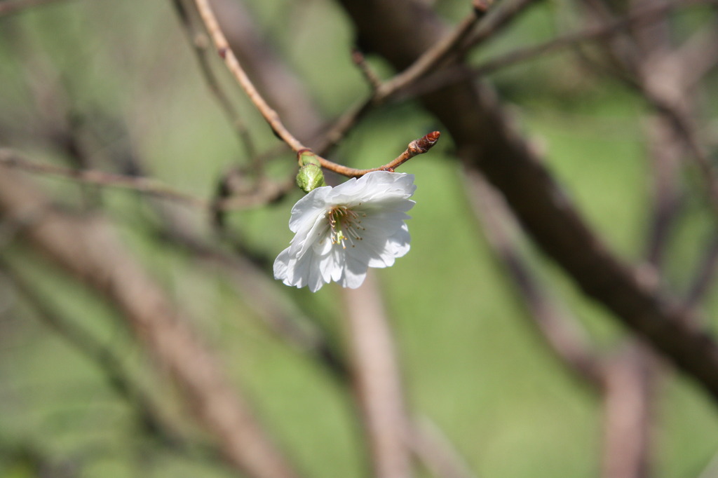 季節外れの桜