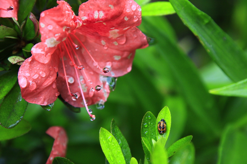 水滴のリズム