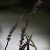 木陰の花
