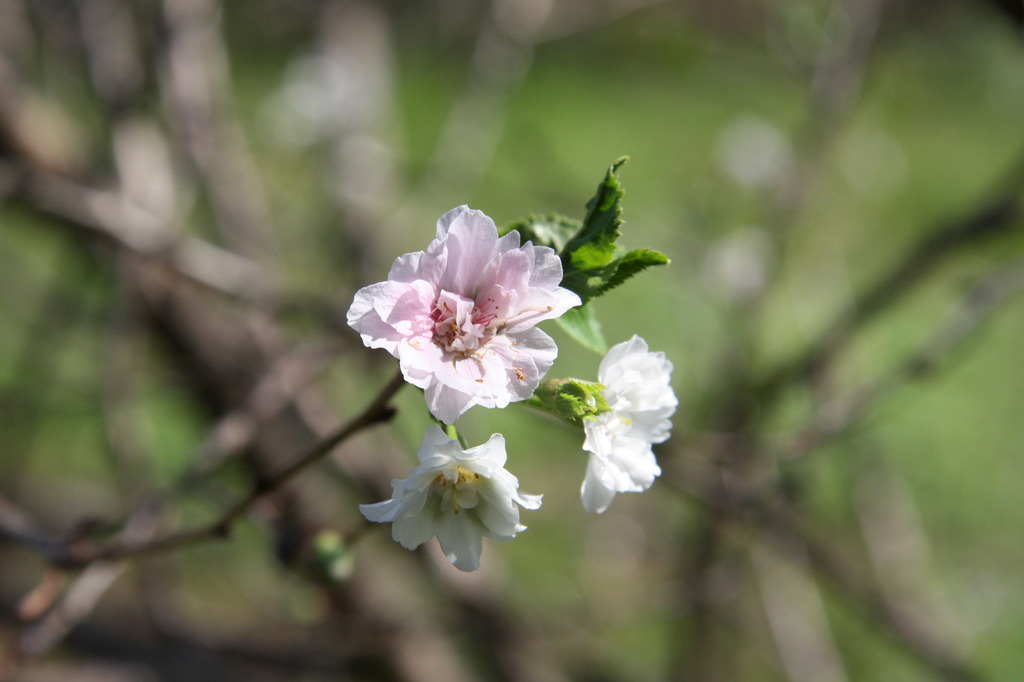 季節外れの桜